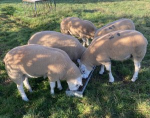 J&RM Lucas & Son. 5 Pedigree Texel Shearling Rams. 09/10/2024.